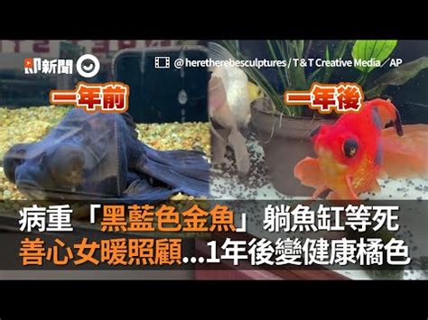 黑牡丹金魚|金魚飼養新手入門：8個金魚飼養技巧大公開（新手必。